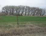 cottonwood trees